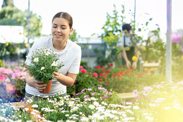 Positive young woman in casual clothes choosing potted Argyranthemum Frutescens flowers while...