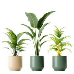 Tropical Potted Plant Trio png file of isolated cutout object with shadow on transparent background.