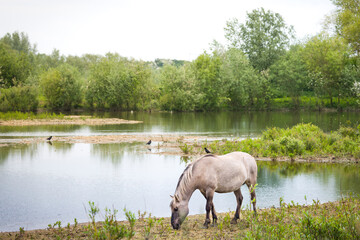 Pony grazing at water's edge, Stony Stratford Milton Keynes, UK