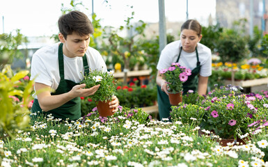 Skilled focused young guy, garden shop worker, checking potted plants of flowering Argyranthemum...