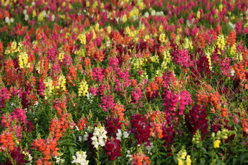 field of flowers