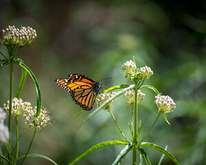 Monarch on plant