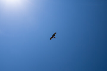 Fototapeta na wymiar 広い青空の中、優雅に飛んでいる鳶(とんび)。