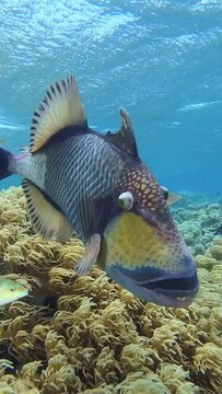 Titan triggerfish swimming in front of the camera in the Great Barrier Reef, Queensland Australia