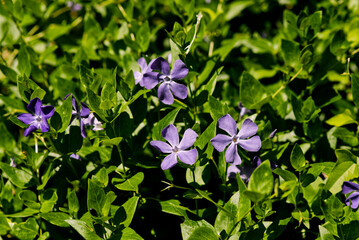 ツルニチニチソウ