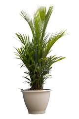 Cyrtostachys renda Blume, Sealing wax palm, lipstick palm, Raja palm or Maharajah Palm growing in white plastic pot the garden isolated on white background included clipping path.