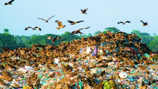 Large flock of falcon or eagle birds on a garbage dump landfill heap, concept of environment pollution