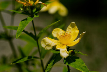 黄色いトモエソウの花
