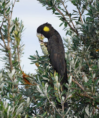 Yellow Tailed Black Cockatoo Sitting
