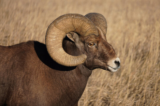 A Big Horn sheep stands side on amongst straw colored long grass