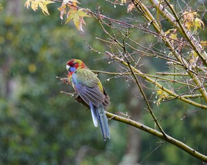 Crimson Rosella sitting on a branch in the rain