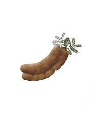 hand drawn illustration of Tamarind