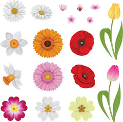set of isolated flowers. collection of spring flowers
