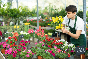 male shop helper of trading floor checks correspondence of price on label of pot with petunia plant and on price tag - obrazy, fototapety, plakaty