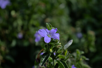 purple barleria plant flower