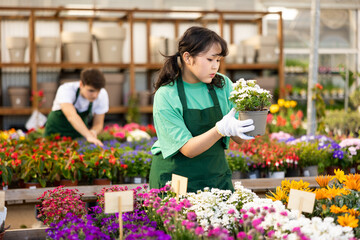Focused young Asian girl, greenhouse worker, checking plant of potted blooming Iberis evergreen with white flowers..