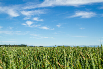 Green wheat field, Canterbury, South Island, New Zealand