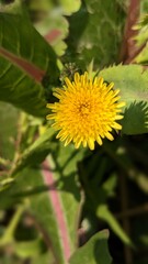 Common dandelion plans flowers 
