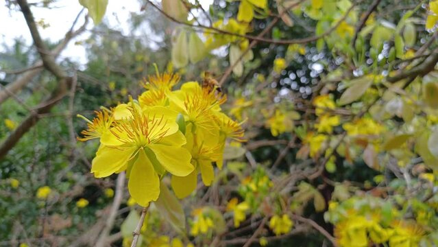 The little bee is sucking nectar from yellow apricot pistils or ochna integerrima pistils in the garden at Mekong Delta Vietnam.