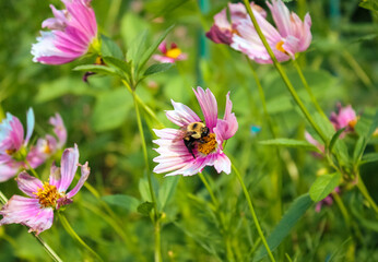 Bee on Pink Flower