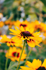 Denver Daisy Closeup