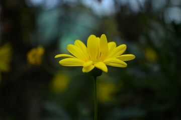 close-up profile yellow daisy flower in spring