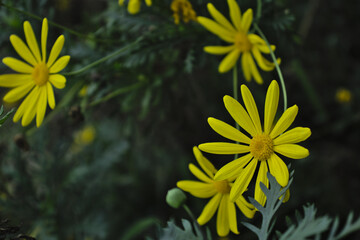 three yellow daisy flowers grouped together focused