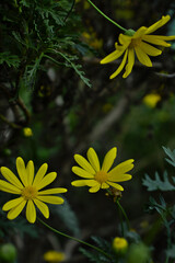 three yellow daisy flowers facing each other