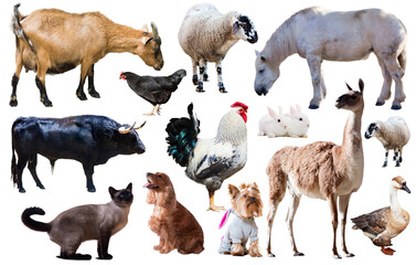 assortment of different pet and farm animals isolated on white background