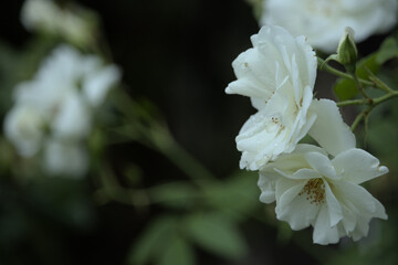 white musk rose in the rain