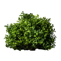 Naklejka premium Bushline Isolation, Silhouetted Bush on Transparent Ground