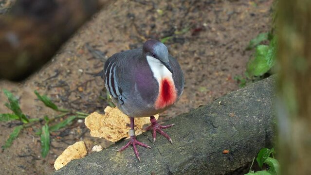 Luzon bleeding-heart, gallicolumba luzonica with distinctive red blood-like patch on the breast, standing on wood log, wondering around its surrounding environment, close up shot.