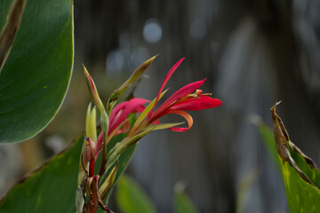 red canna lily in the garden