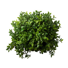 Greenery Isolation, Clear Background with Isolated Bush