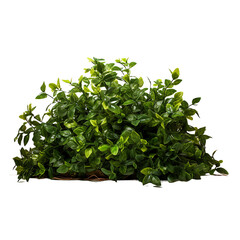 Obraz premium Lush Landscape, Transparent Canvas Featuring Bush Element