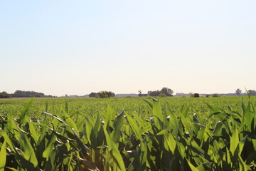 field of corn