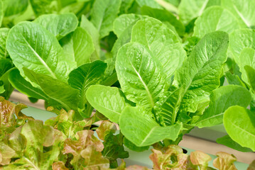 Hydroponics vegetables plant (lettuce) growing in greenhouse
