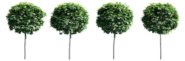 Acer globosum cutout isolate transparent background.3d rendering PNG - obrazy, fototapety, plakaty