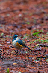 冬に見られるルリビタキ