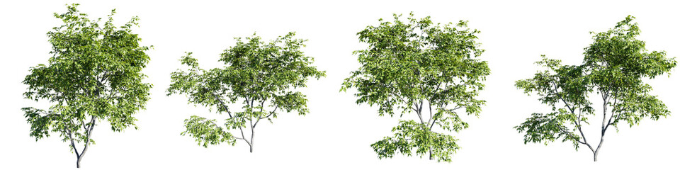 Trees shapes cutout isolate transparent background.3d rendering PNG - obrazy, fototapety, plakaty