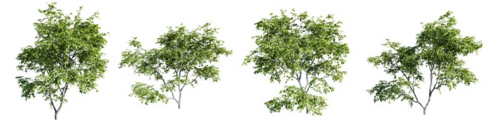 Poster Trees shapes cutout isolate transparent background.3d rendering PNG © Chayanee