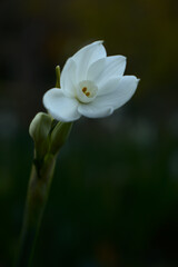 Fototapeta premium Paper white flower