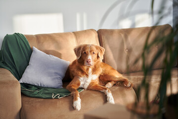 A Nova Scotia Duck Tolling Retriever dog lounges on a beige sofa, looking relaxed and regal in a sunlit room