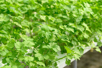 Hydroponics vegetables plant (Coriander) growing in greenhouse