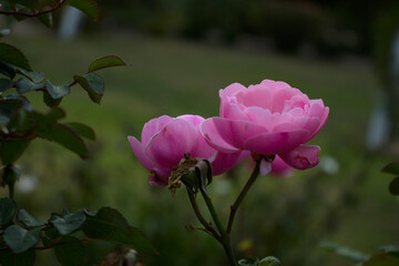 pair of pink roses in the garden