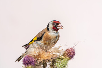 European goldfinch, feeding on the seeds of thistles. Carduelis carduelis.