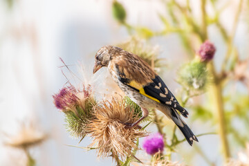 European goldfinch with juvenile plumage, feeding on the seeds of thistles. Carduelis carduelis.