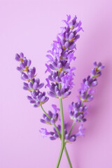 Fototapeta premium Purple lavender flower as vertical Greeting card template composition