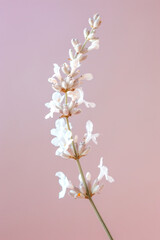 White lavender flower as vertical Greeting card template composition