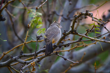 A Canyon Towhee in the Chisos Basin of Big Bend National Park, in Southwest Texas.